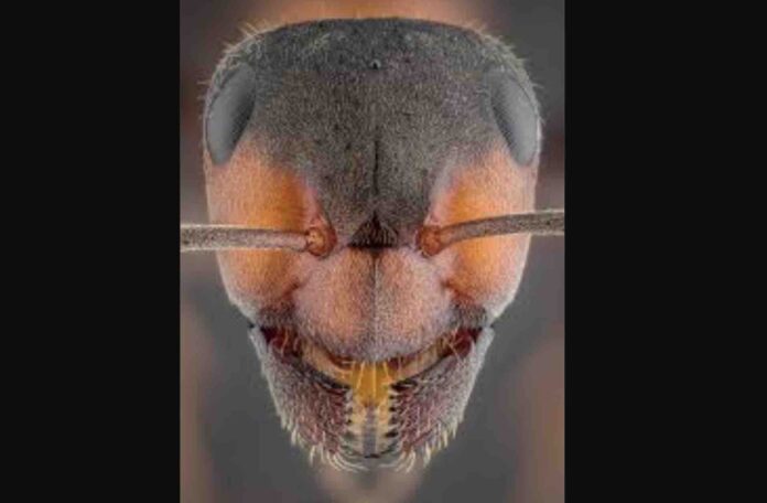 mrówki z bliska